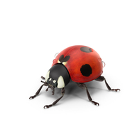 Ladybug With Water Droplets PNG & PSD Images
