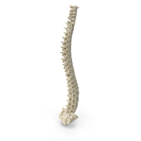 Female Spine PNG & PSD Images
