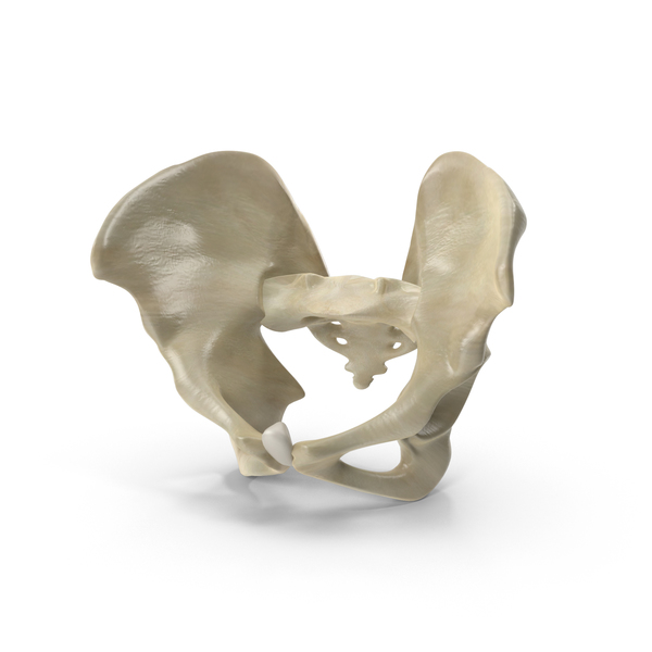 Female Pelvis PNG & PSD Images