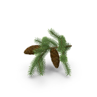 Pine Tree Sprig PNG & PSD Images