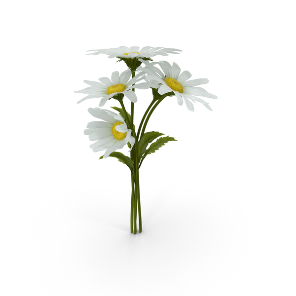 Daisies PNG & PSD Images
