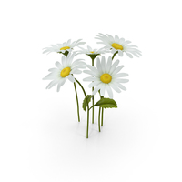 Daisies PNG & PSD Images