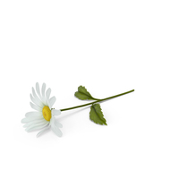 Daisy PNG & PSD Images