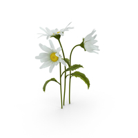 Daisy PNG & PSD Images