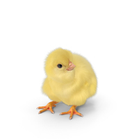 Chick PNG & PSD Images
