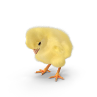 Chick PNG & PSD Images
