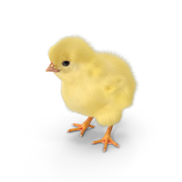 雏鸡PNG和PSD图像