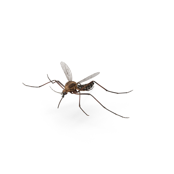Mosquito PNG & PSD Images