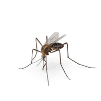 蚊子PNG和PSD图像
