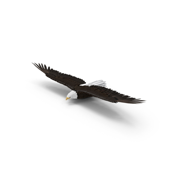 Bald Eagle Gliding PNG & PSD Images