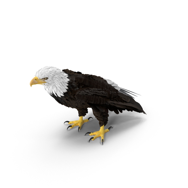 Bald Eagle Standing PNG & PSD Images