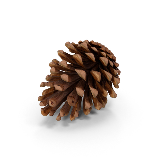Fir Cone PNG & PSD Images