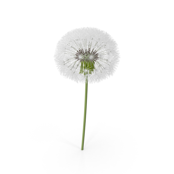 Dandelion Flower PNG & PSD Images