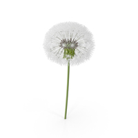 Dandelion Flower PNG & PSD Images