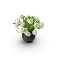 White Tulips PNG & PSD Images