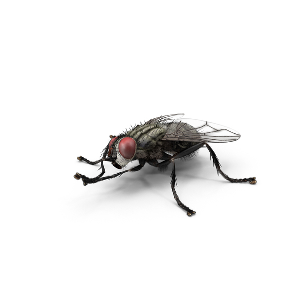 House Fly PNG & PSD Images