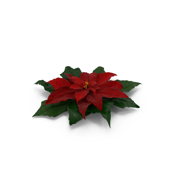 Pointsettia PNG & PSD Images