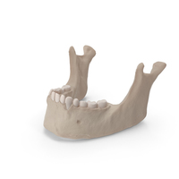 Jaw Bone PNG & PSD Images