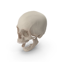 Skull PNG & PSD Images