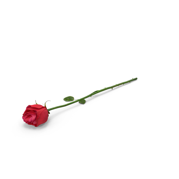 Rose PNG & PSD Images