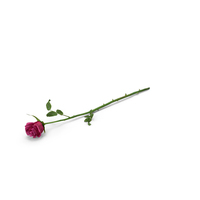 Rose PNG & PSD Images