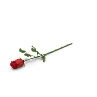 Rose PNG & PSD Images