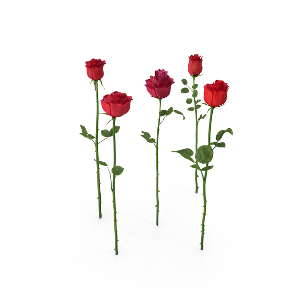 Roses PNG & PSD Images