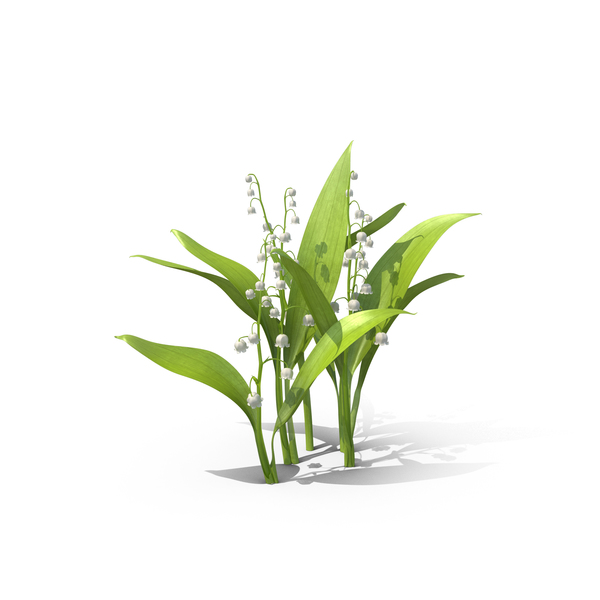 Lily of the Valley PNG & PSD Images