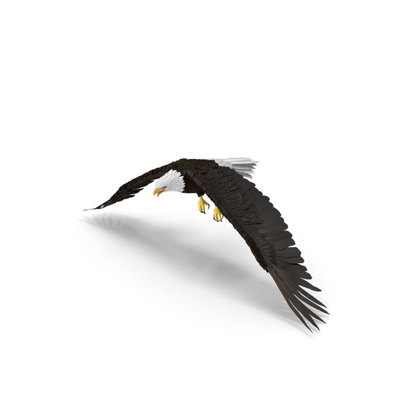 Bald Eagle Flapping PNG & PSD Images