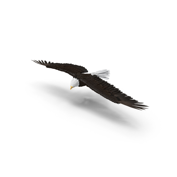 Bald Eagle Turning PNG & PSD Images