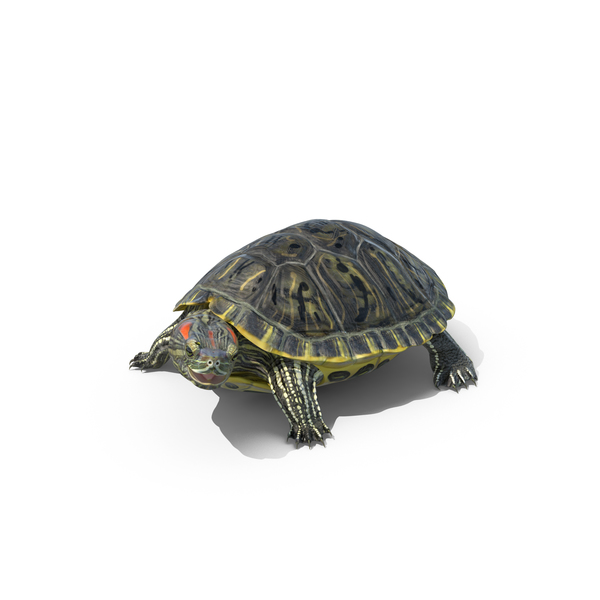Pond Slider Turtle PNG & PSD Images