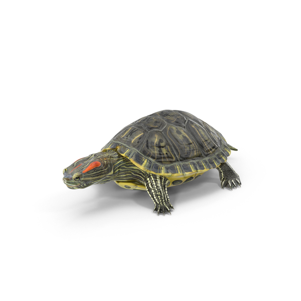Pond Slider Turtle PNG & PSD Images