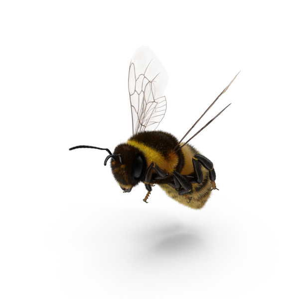 Bumblebee PNG & PSD Images