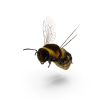 Bumblebee PNG和PSD图像