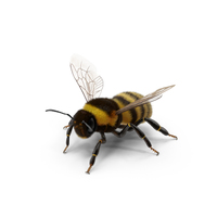 Bumblebee PNG和PSD图像