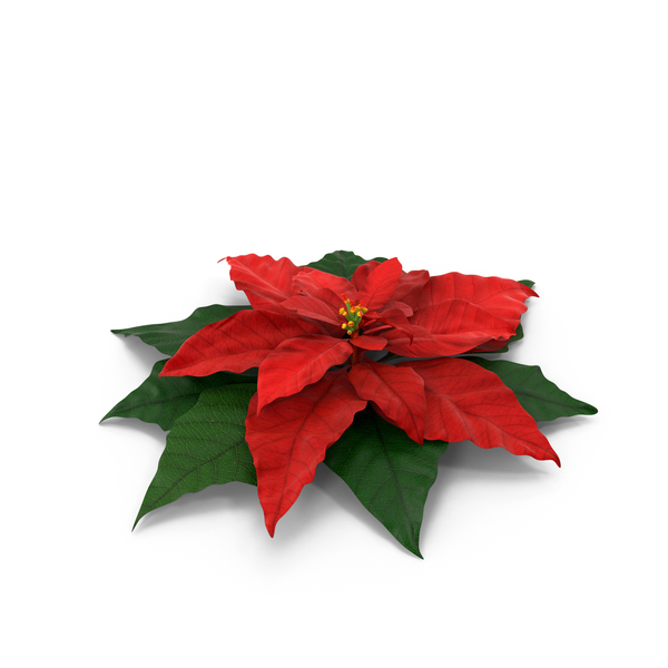 Pointsettia PNG & PSD Images