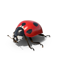 Ladybug in Outdoor Lights PNG & PSD Images
