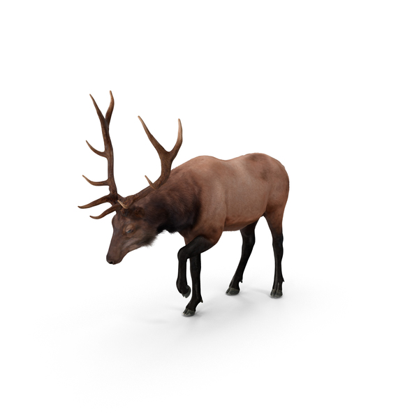 Elk PNG & PSD Images