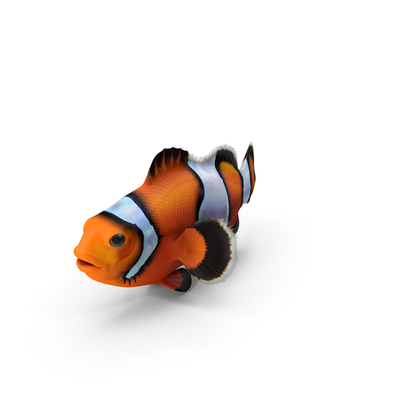 Clownfish PNG & PSD Images