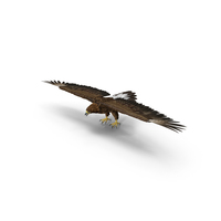 Golden Eagle Wings Spread PNG & PSD Images