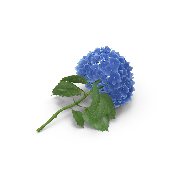 Hydrangeas PNG & PSD Images