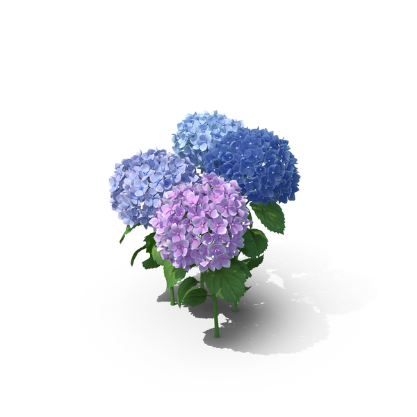 Hydrangeas PNG & PSD Images