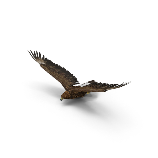 Golden Eagle Flying PNG & PSD Images