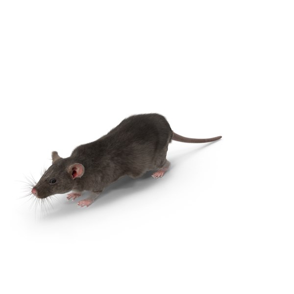 Grey Rat PNG & PSD Images