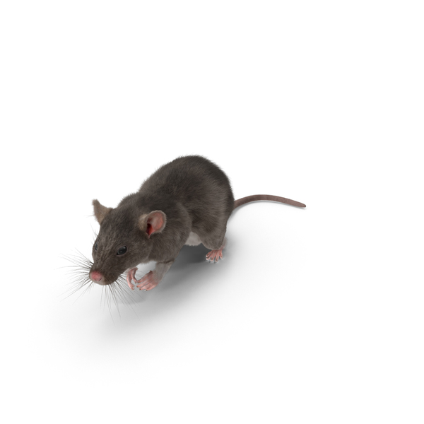 Grey Rat PNG & PSD Images
