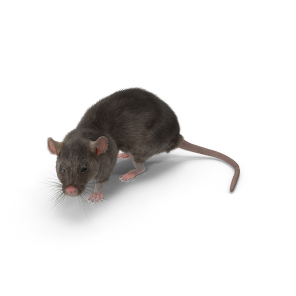 Grey Rat PNG & PSD Images