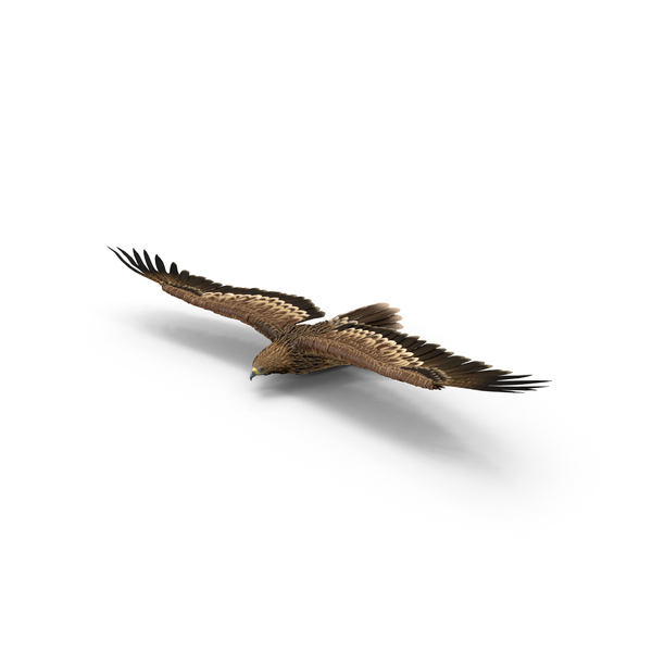 Imperial Eagle Gliding PNG & PSD Images