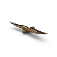 Imperial Eagle Gliding PNG & PSD Images