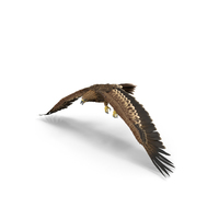 Imperial Eagle Flapping PNG & PSD Images
