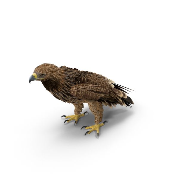 Imperial Eagle Standing PNG & PSD Images